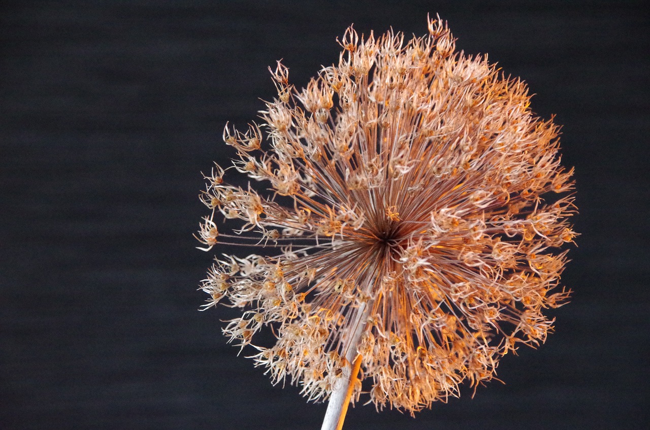 garlic flower dried flower closeup free photo