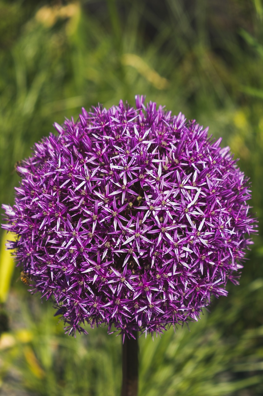 garlic flower  garden free pictures free photo