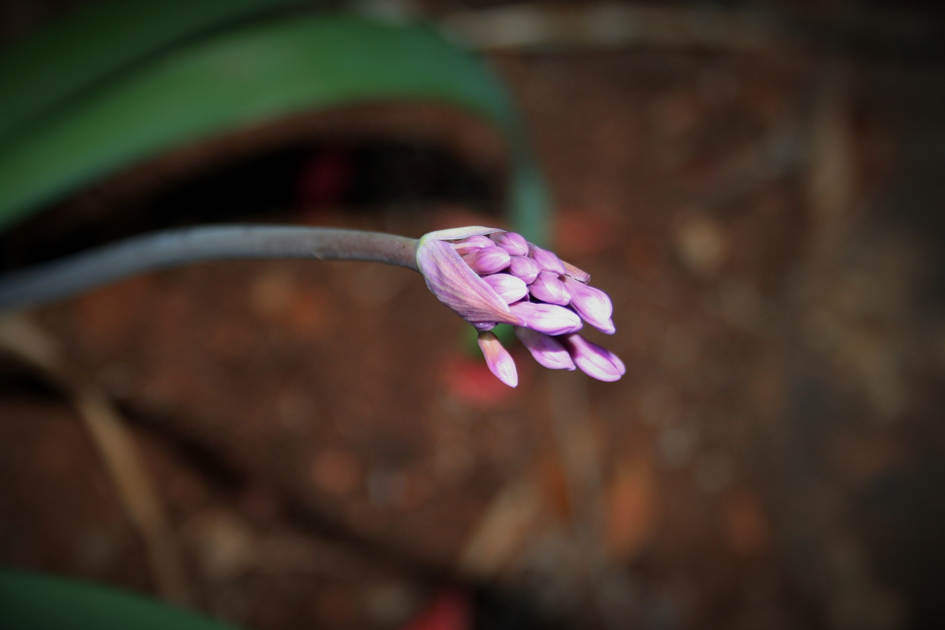 flower purple lilac free photo