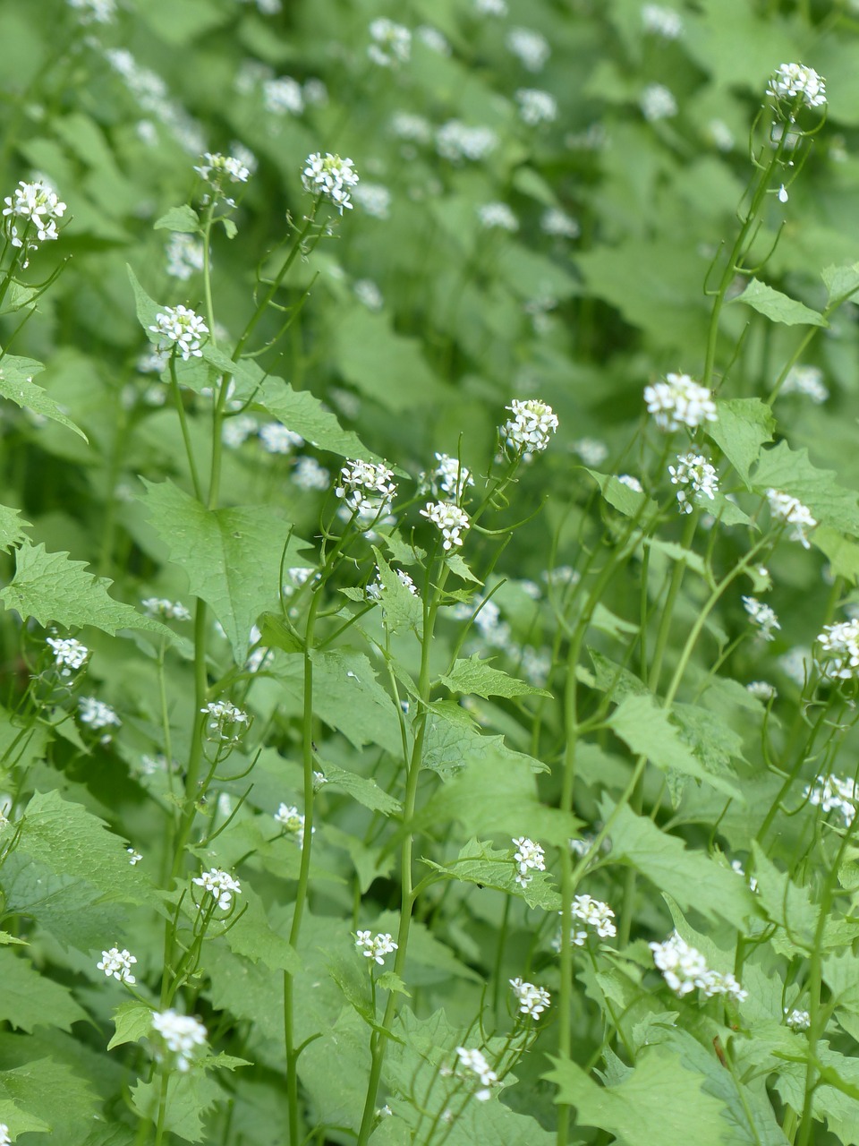 garlic mustard blossom bloom free photo