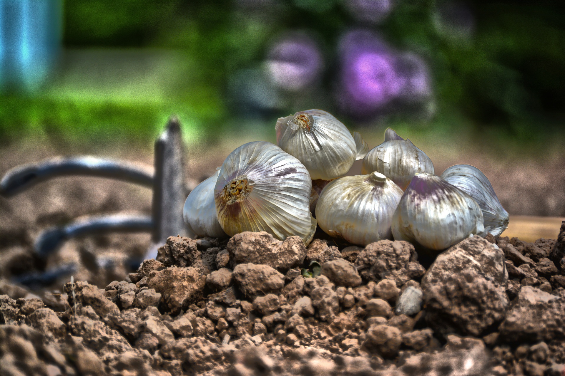 garlic food foodie free photo