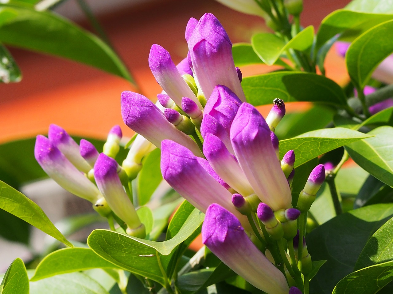 garlic vine purple 綻 free photo