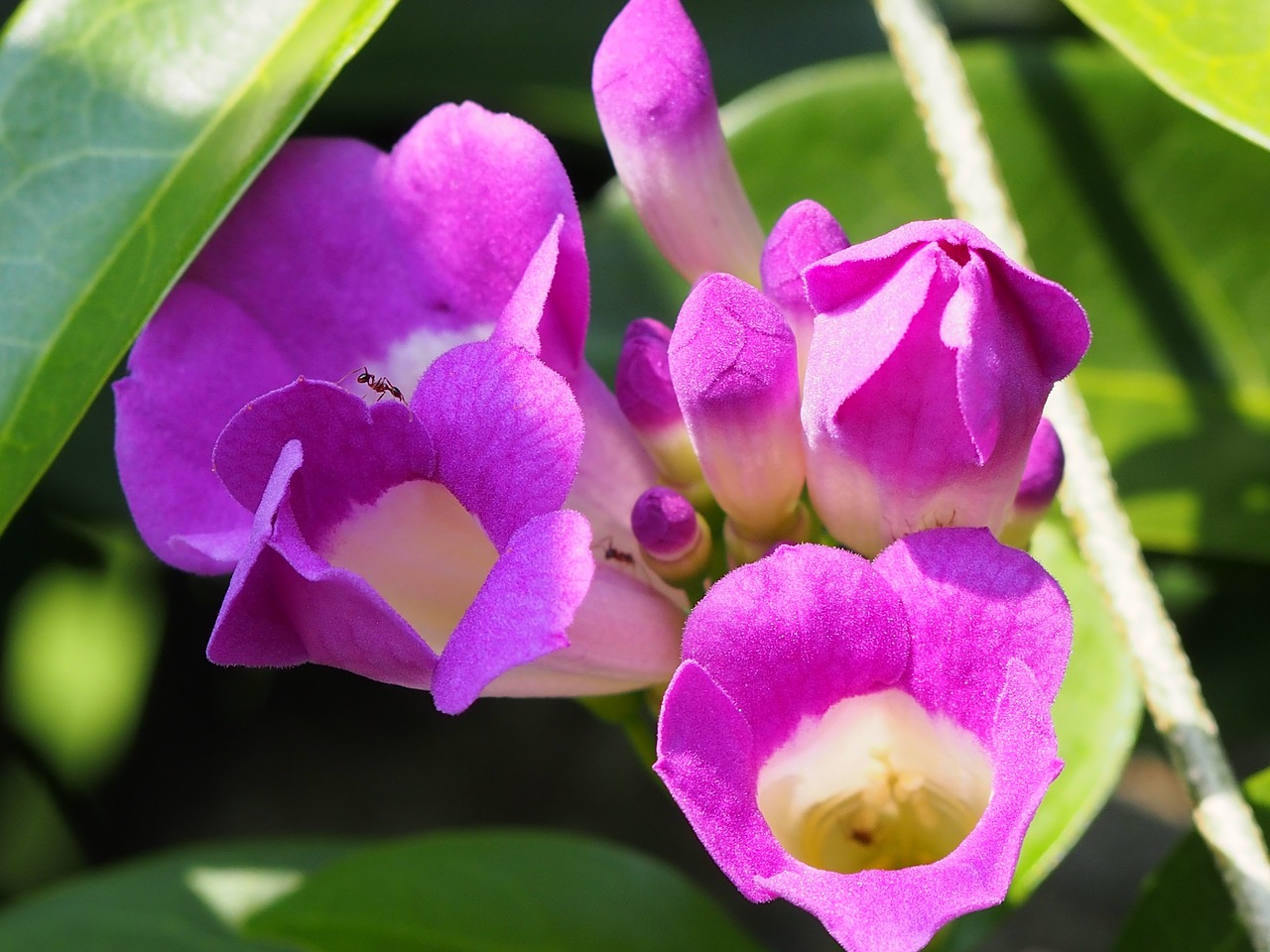 garlic vine purple 綻 free photo