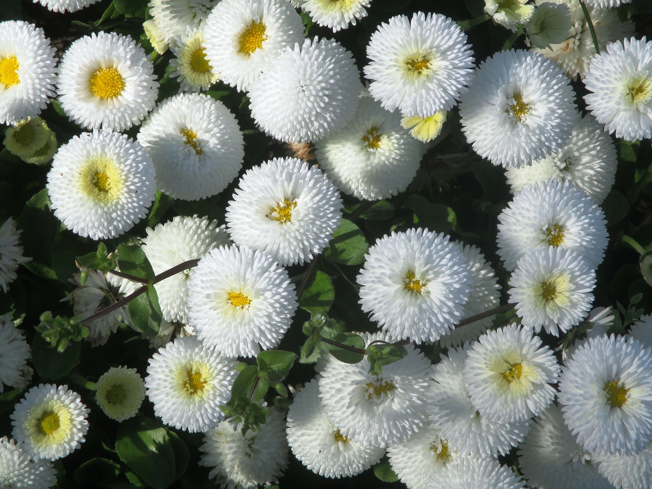 gartenbuersteli flowers white free photo