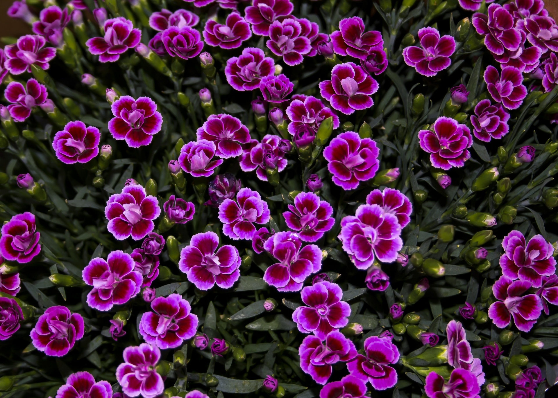 carnation lilac flower free photo