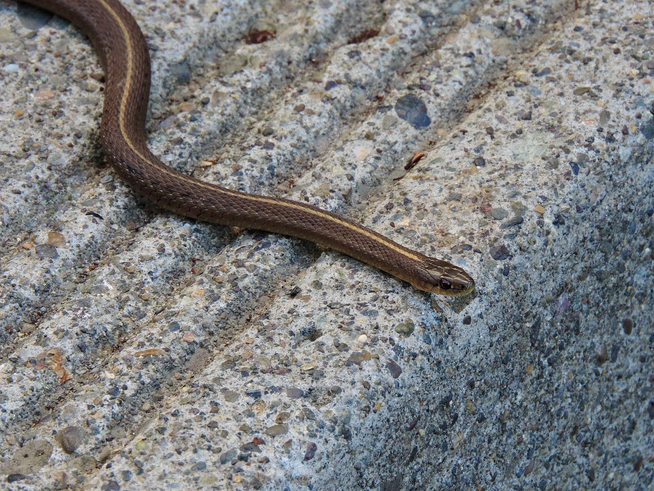 garter snake snake reptile free photo