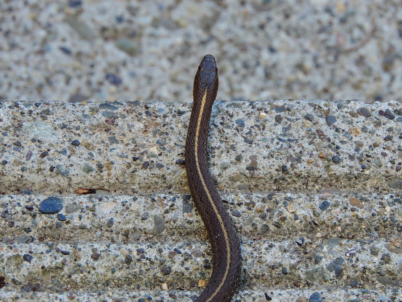 garter snake snake reptile free photo