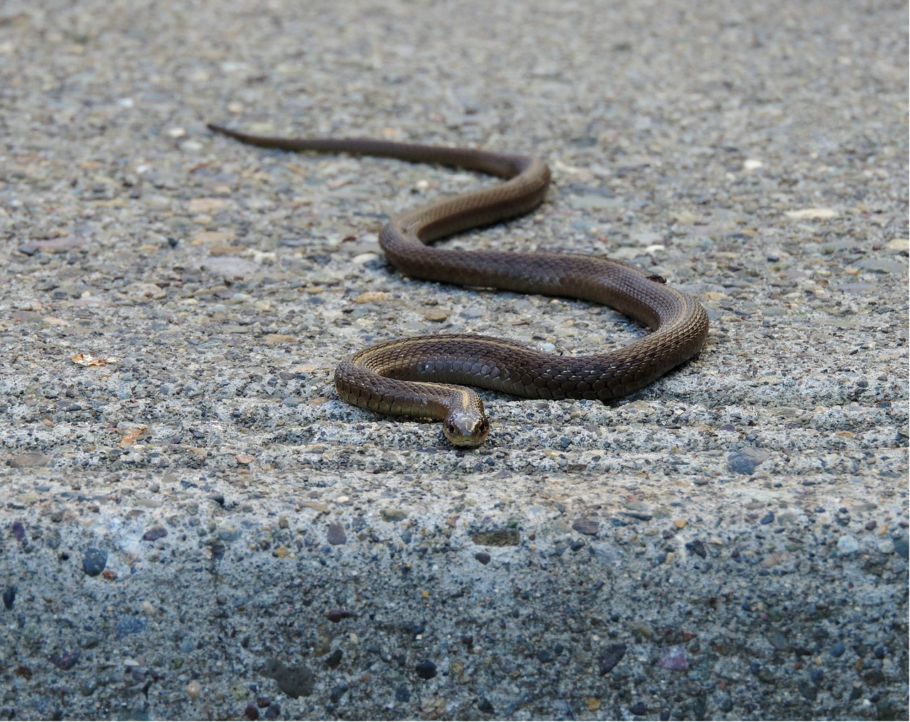 garter snake snake reptile free photo