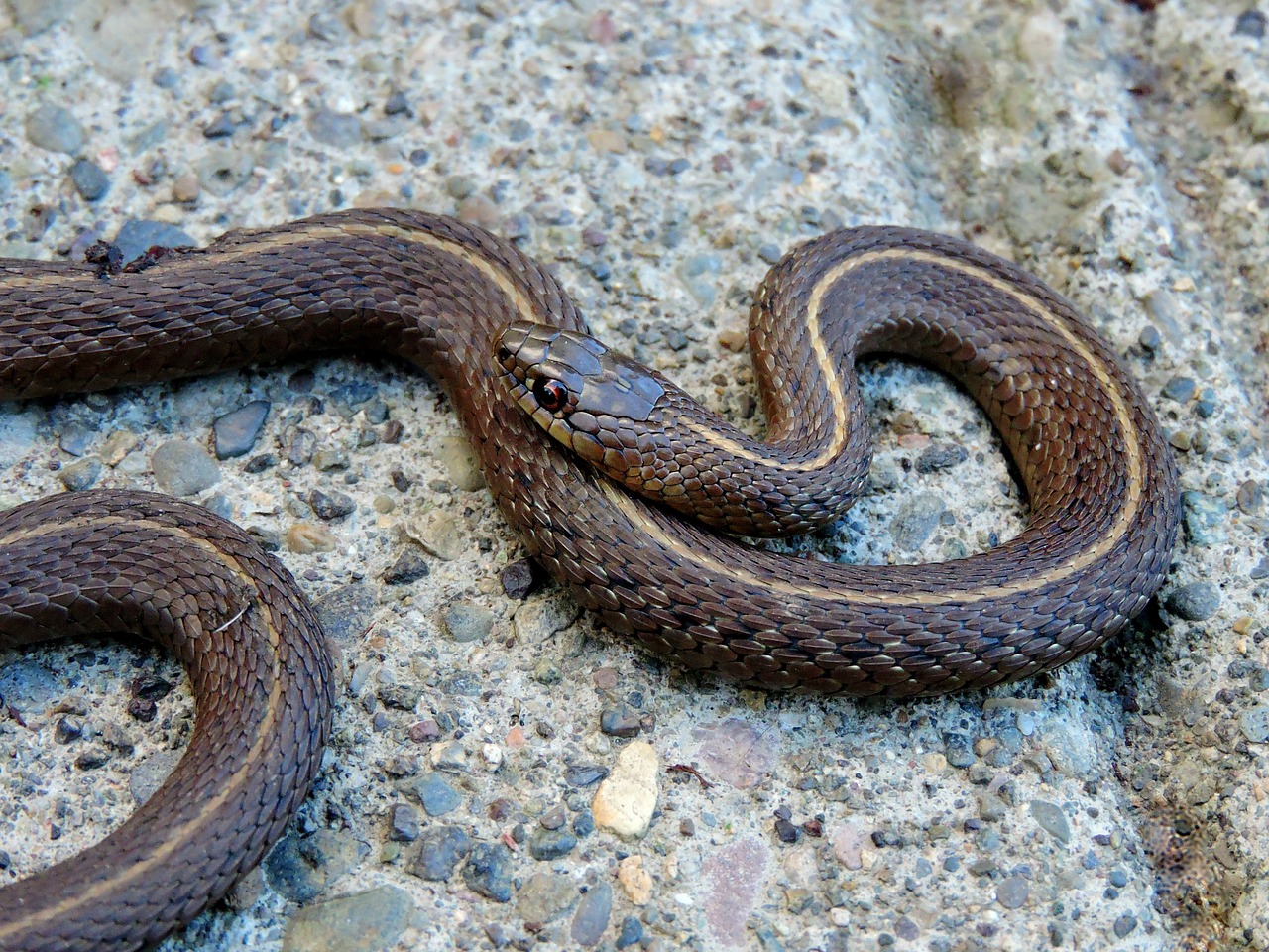 garter snake snake reptile free photo