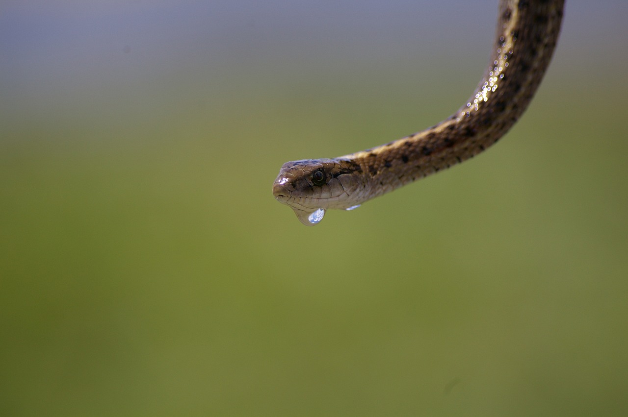 garter snake water drip free photo