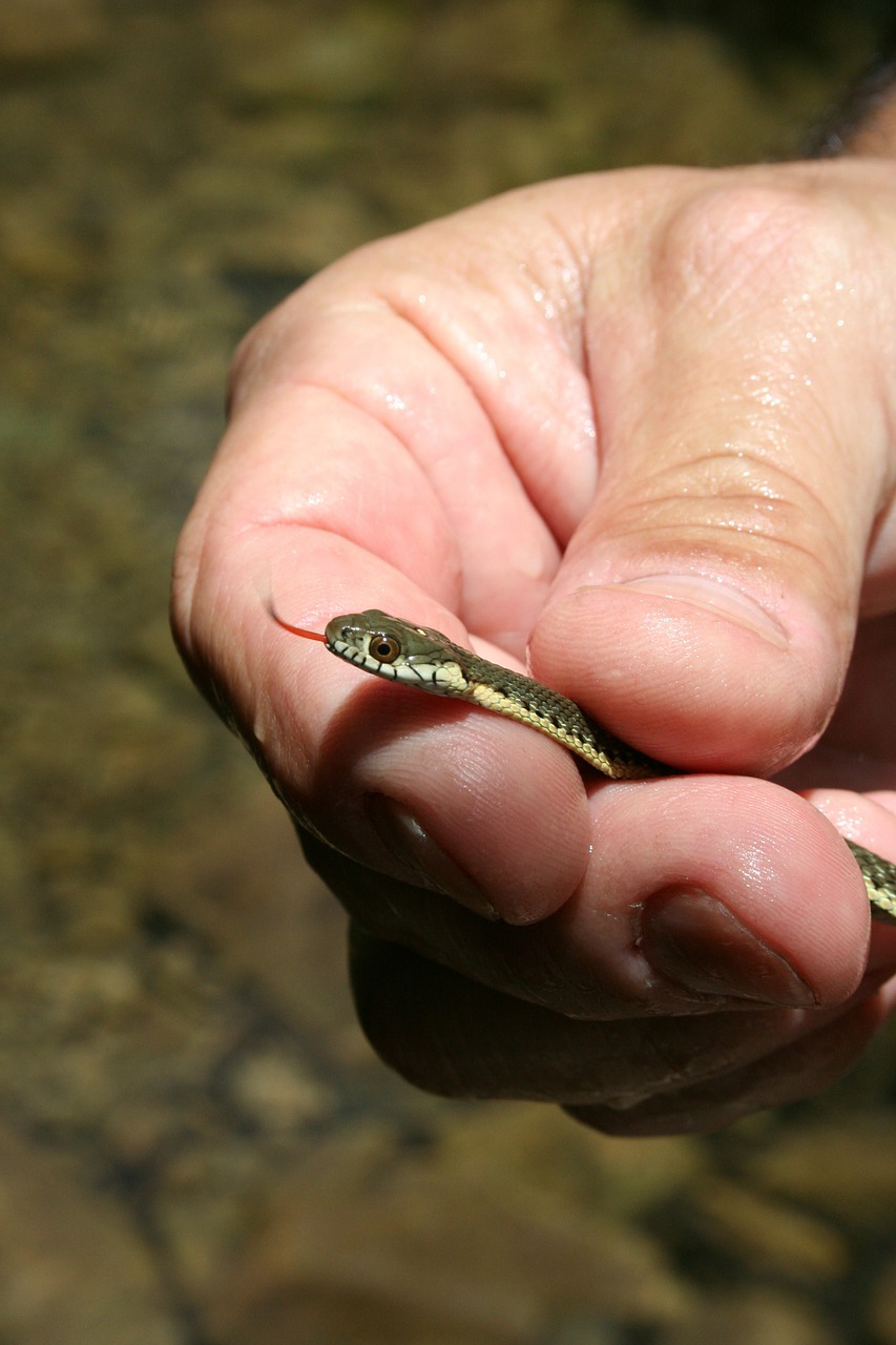 garter snake snake holding free photo