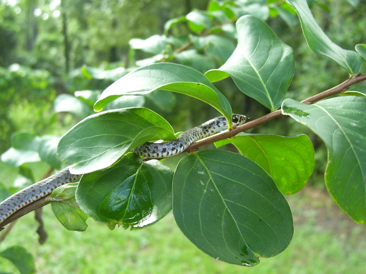 garter snake snake serpent free photo