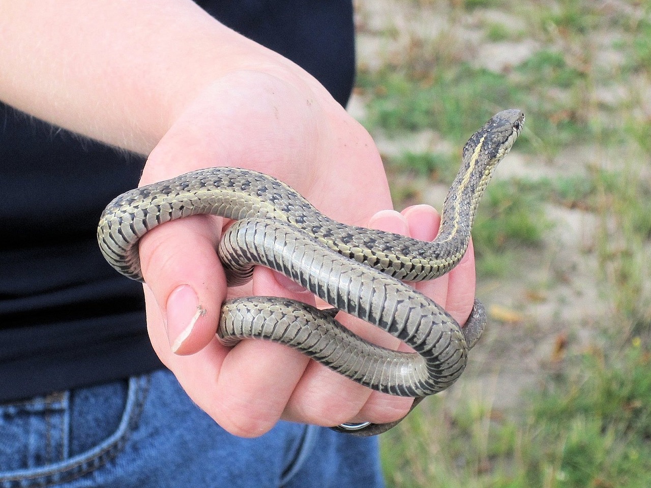 Download free photo of Garter snake,harmless,alberta,canada,reptile ...