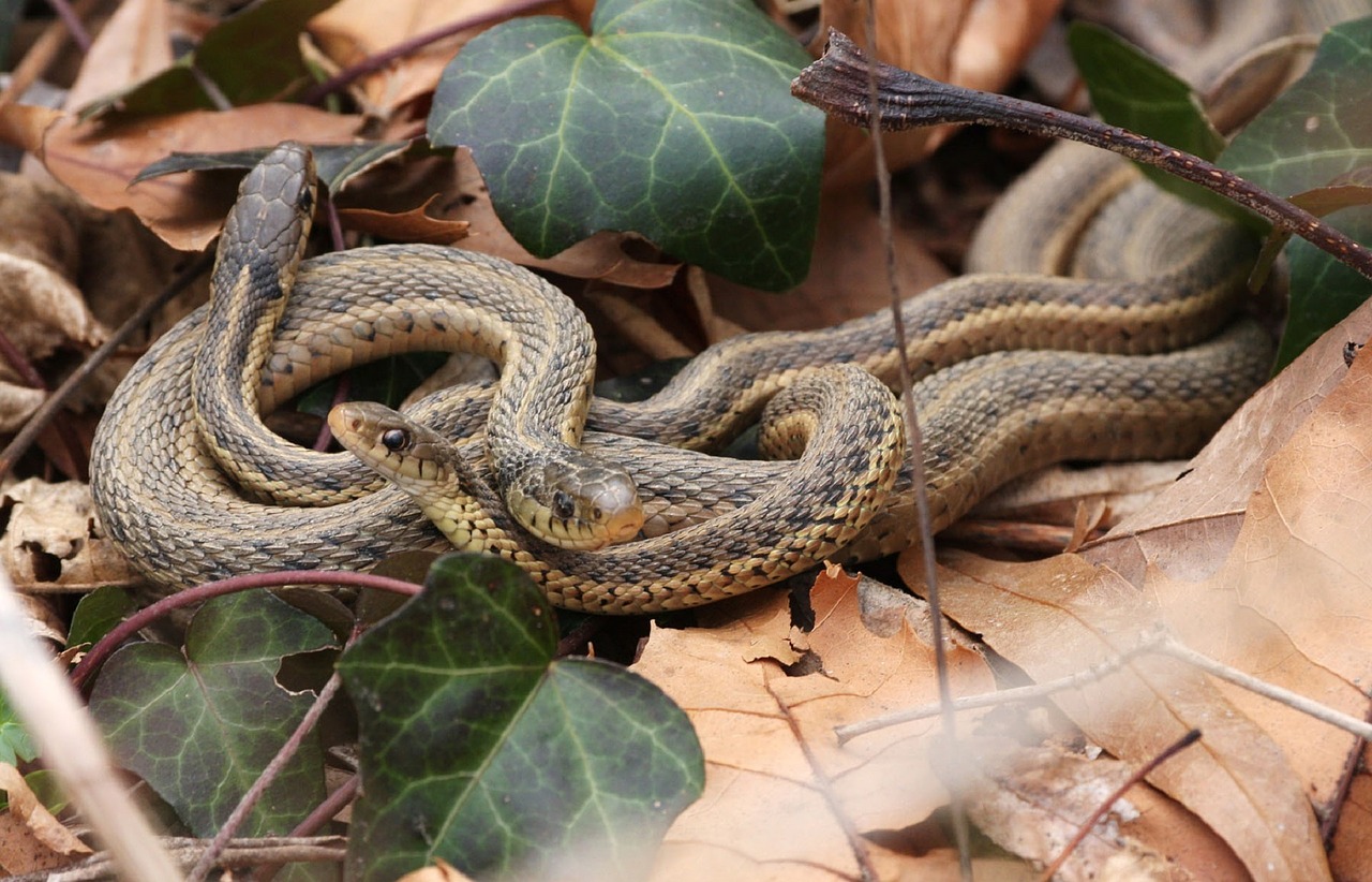 garter snakes wildlife nature free photo