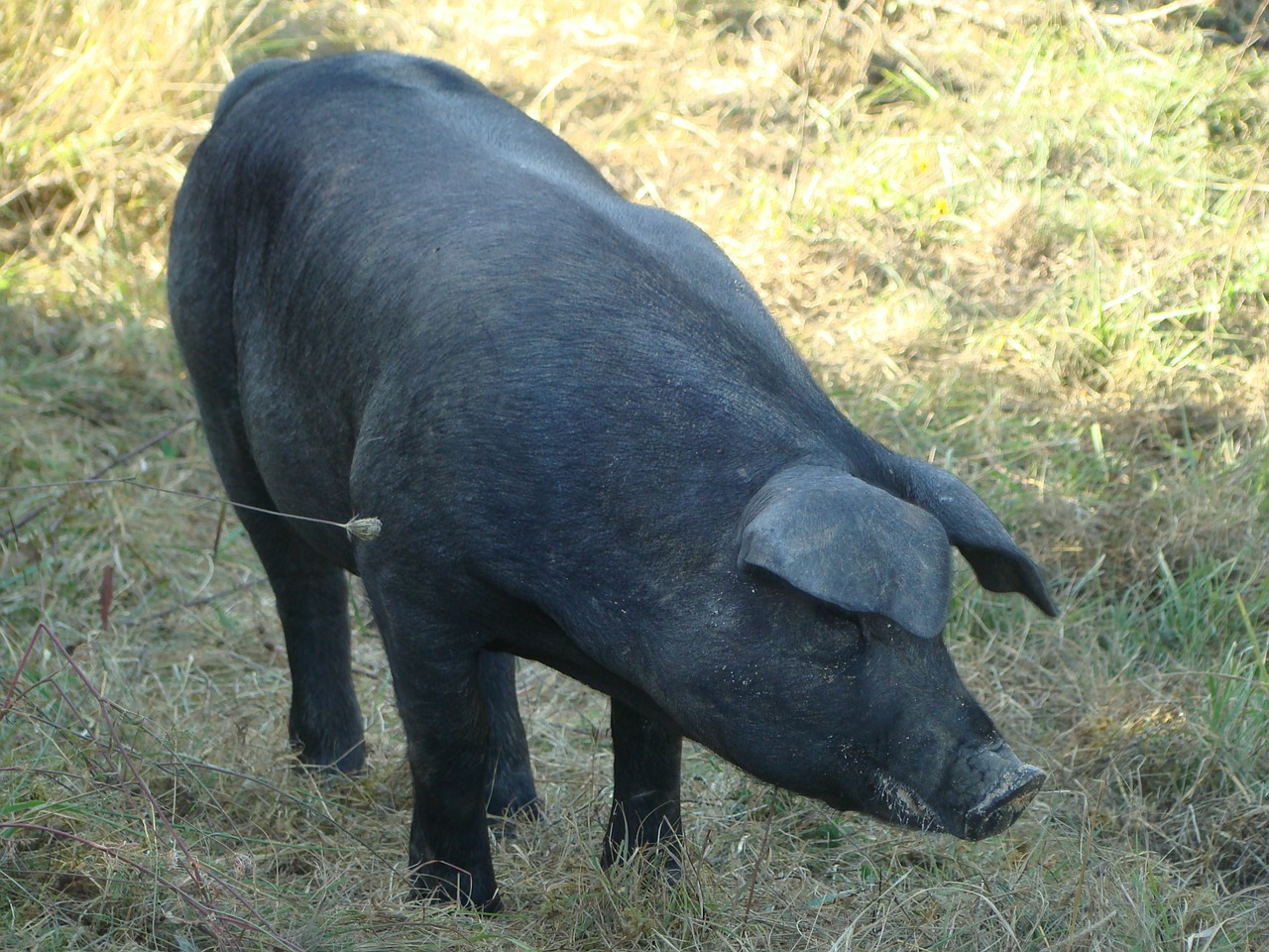 gascon pig breeding agriculture free photo