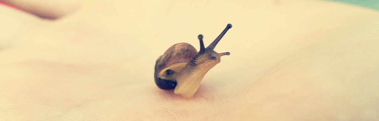 gastropod nature snail free photo