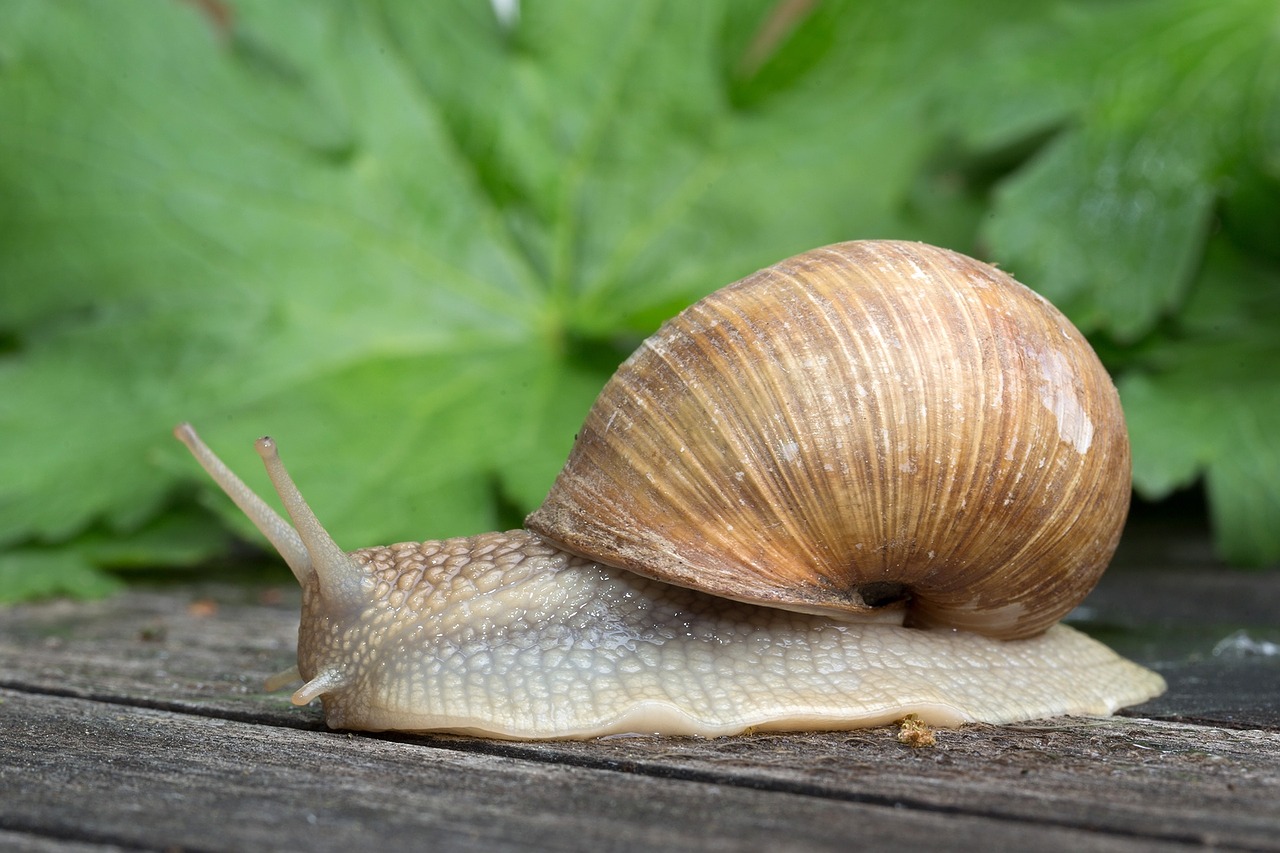 gastropoda snail mollusk free photo
