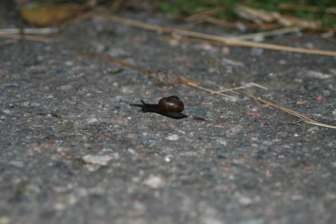 gastropoda snail small free photo