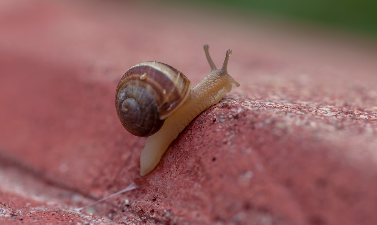 gastropods snail slugs free photo
