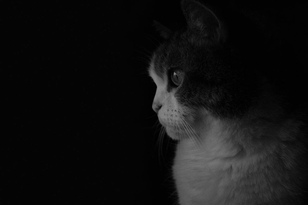 gata cat black and white free photo