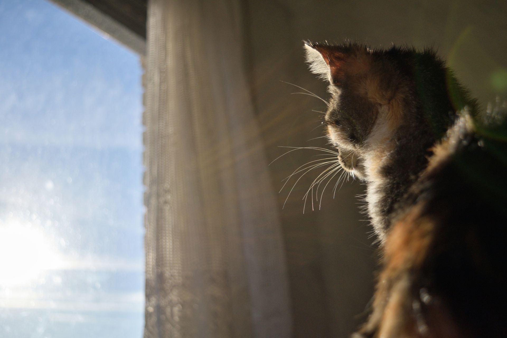 cat morning window free photo