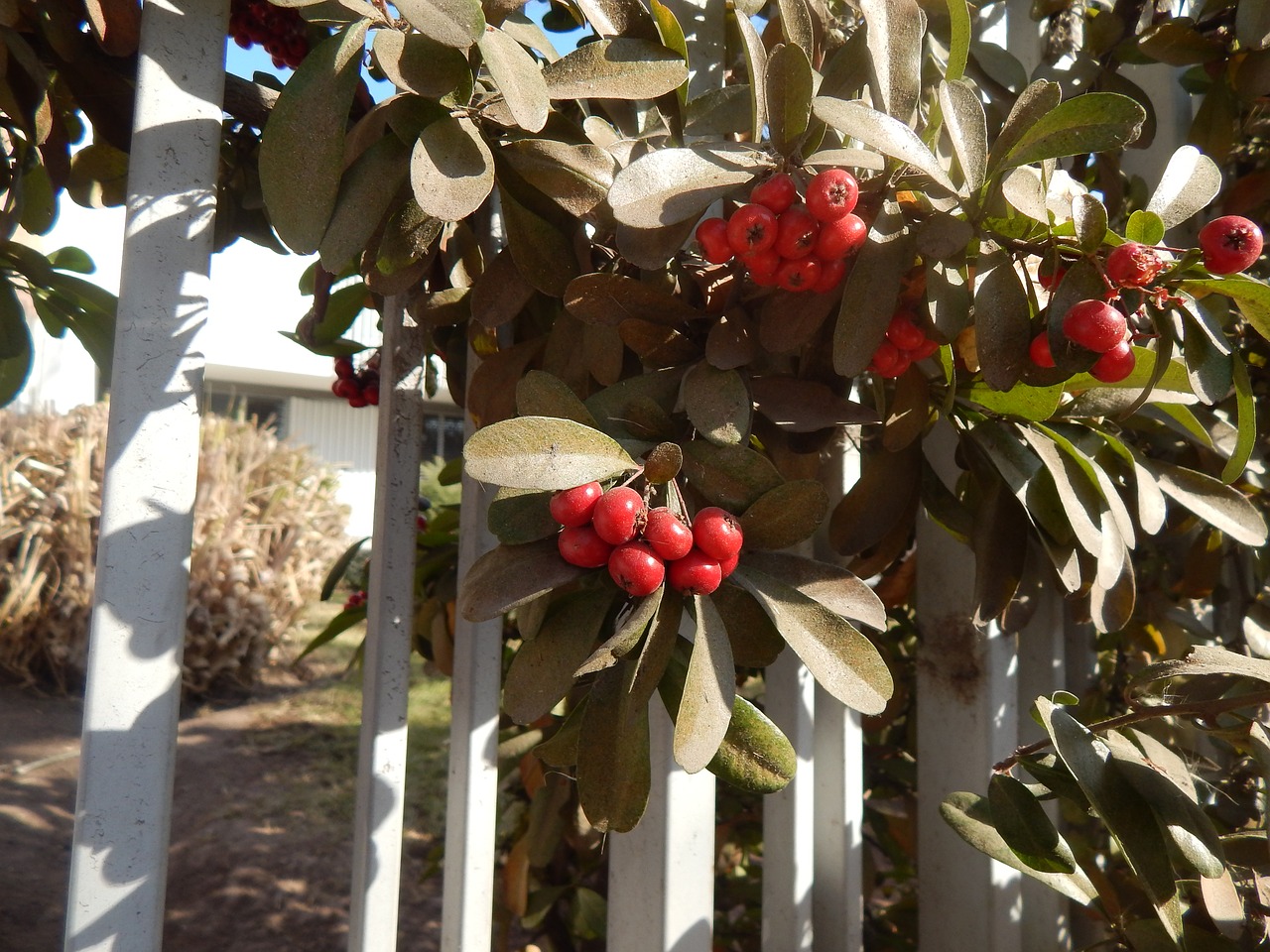 gate berries red fruits free photo