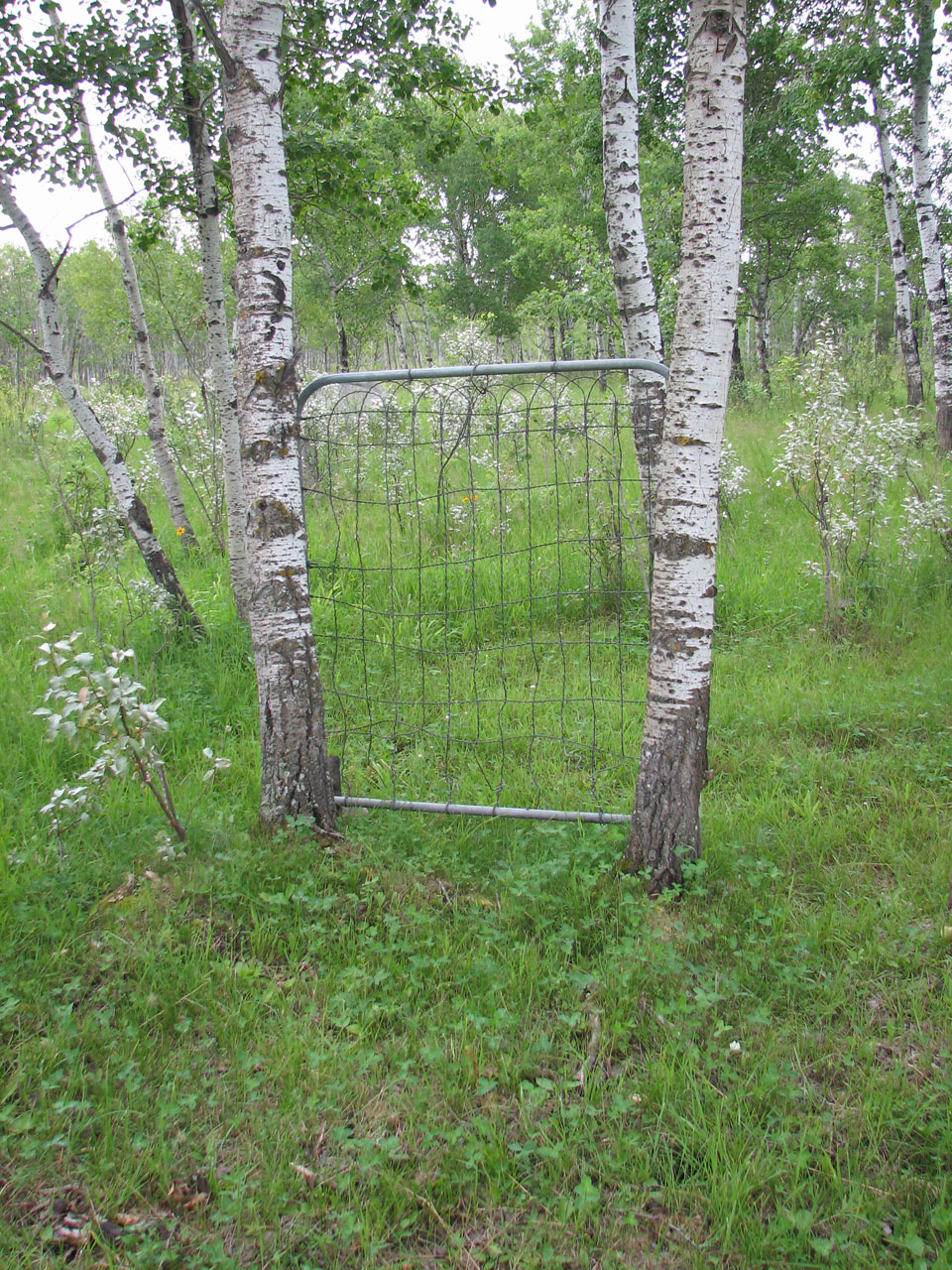 gate field vintage free photo