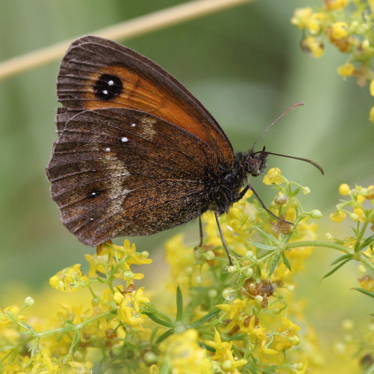 gatekeeper butterfly insect free photo