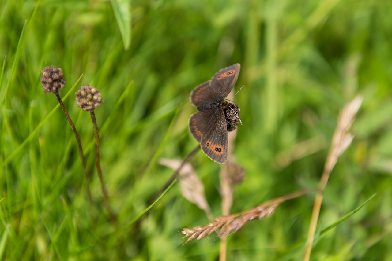 gatekeeper butterfly butterfly nature free photo