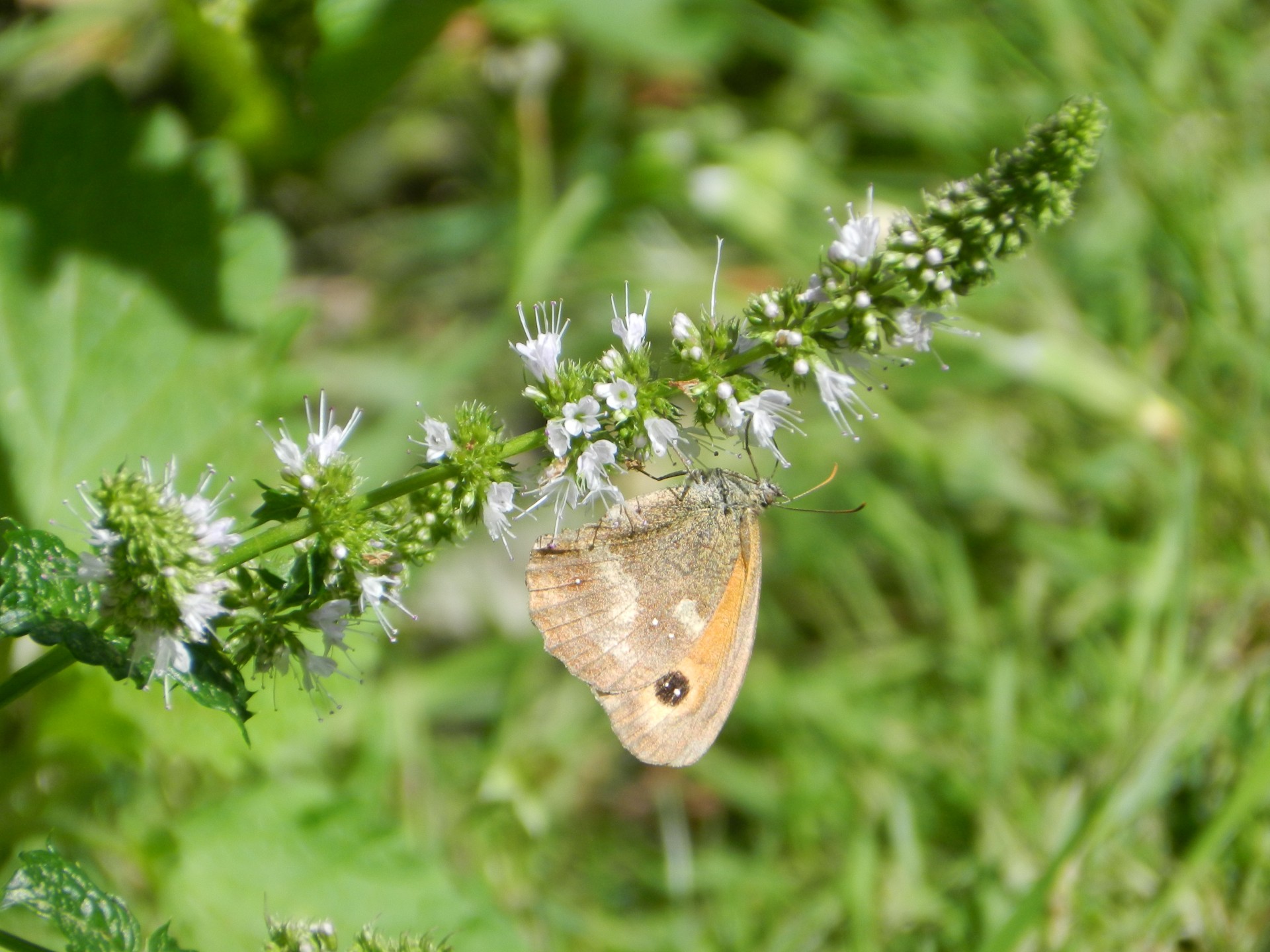 butterfly gatekeeper pyronia free photo