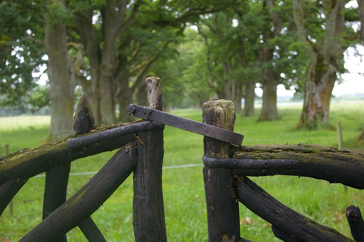 gates avenue oak trees free photo