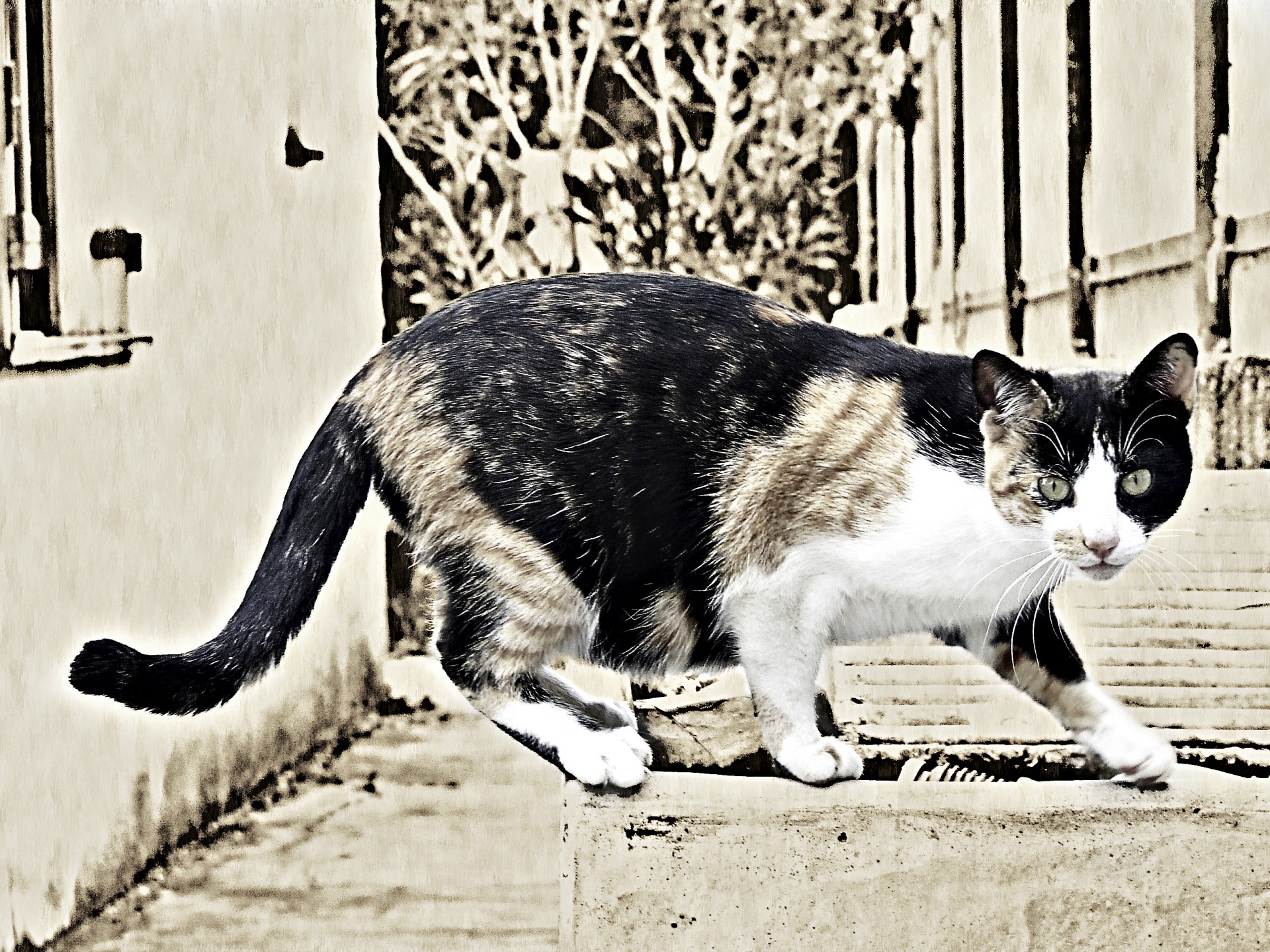 cat hunt hunting free photo