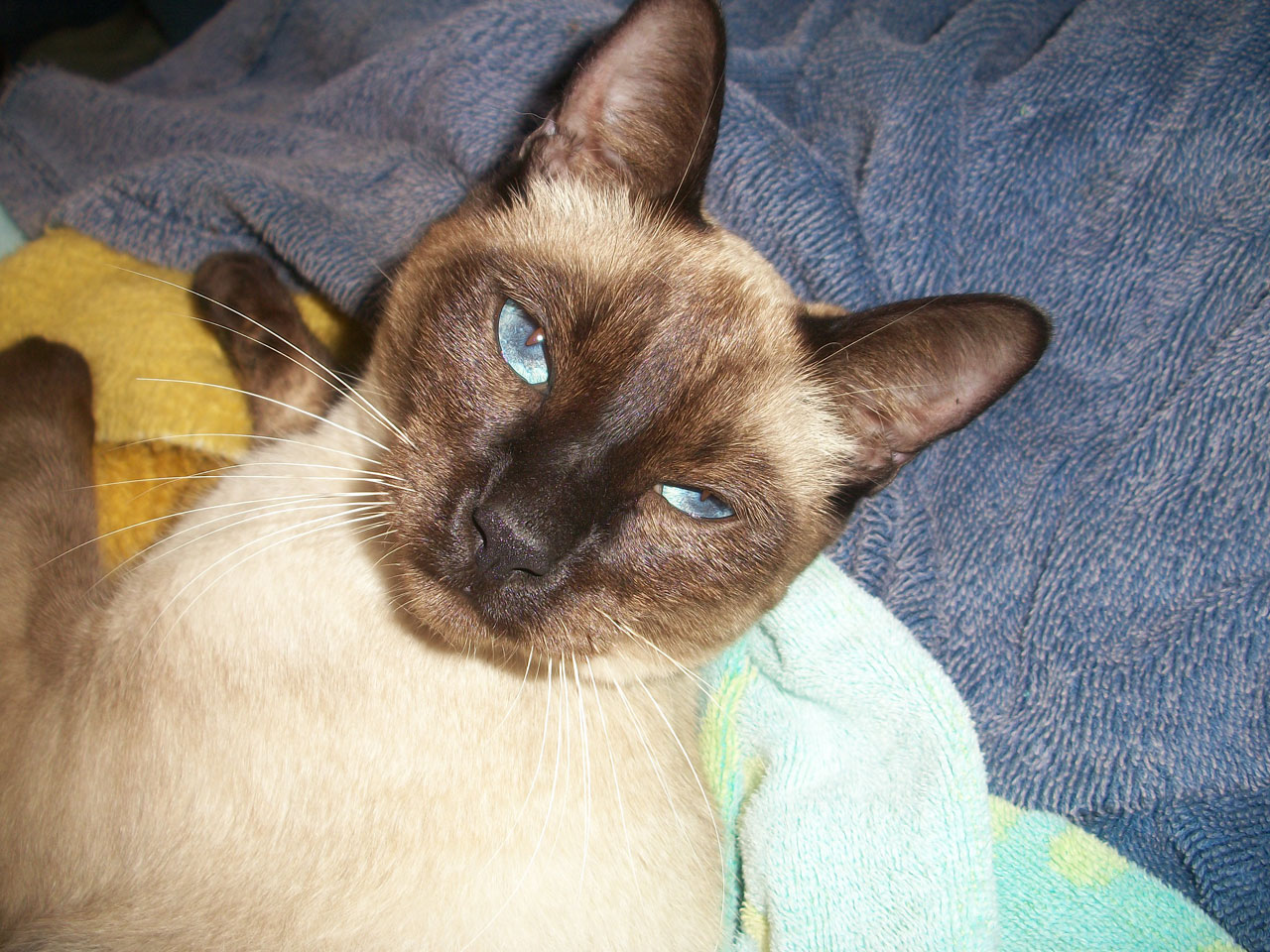 cat feline siamese free photo