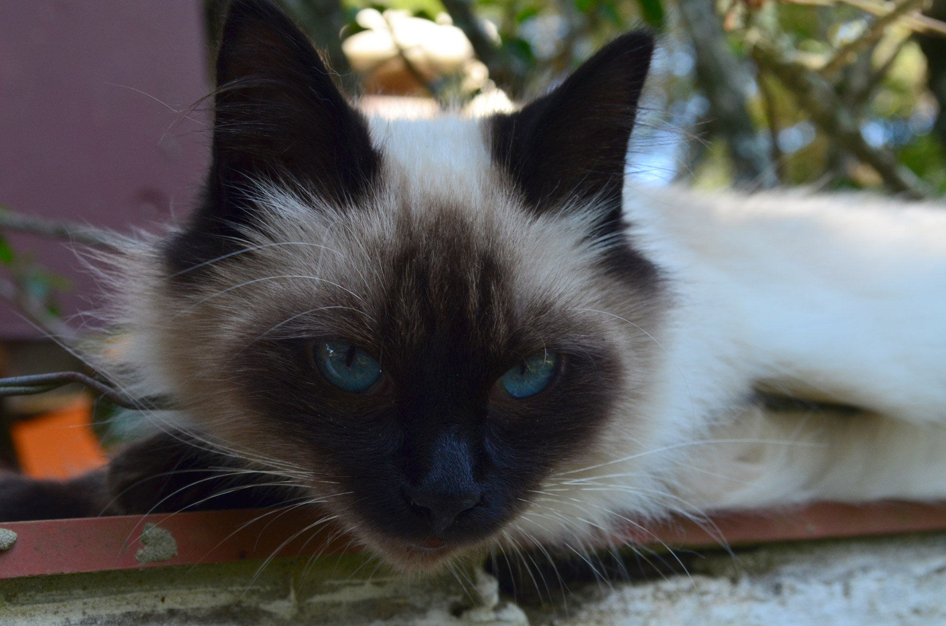 siamese cat siamese cat free photo