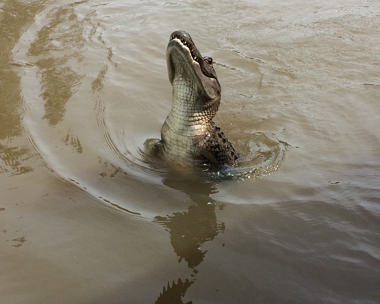 gator swamp alligator free photo