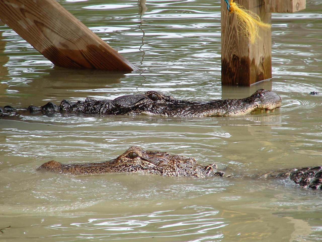 gator alligator danger free photo