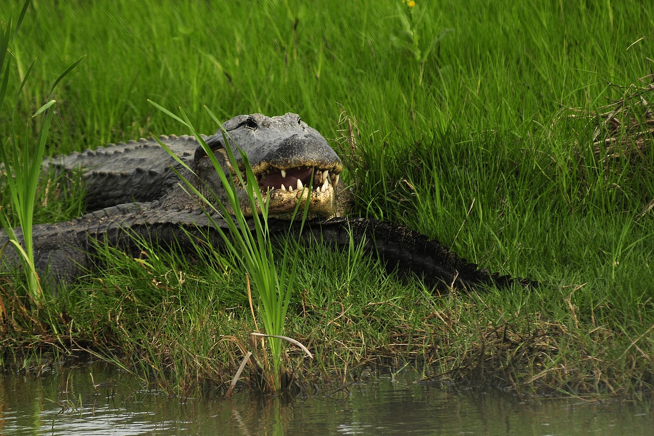 gator in wild alligator free photo