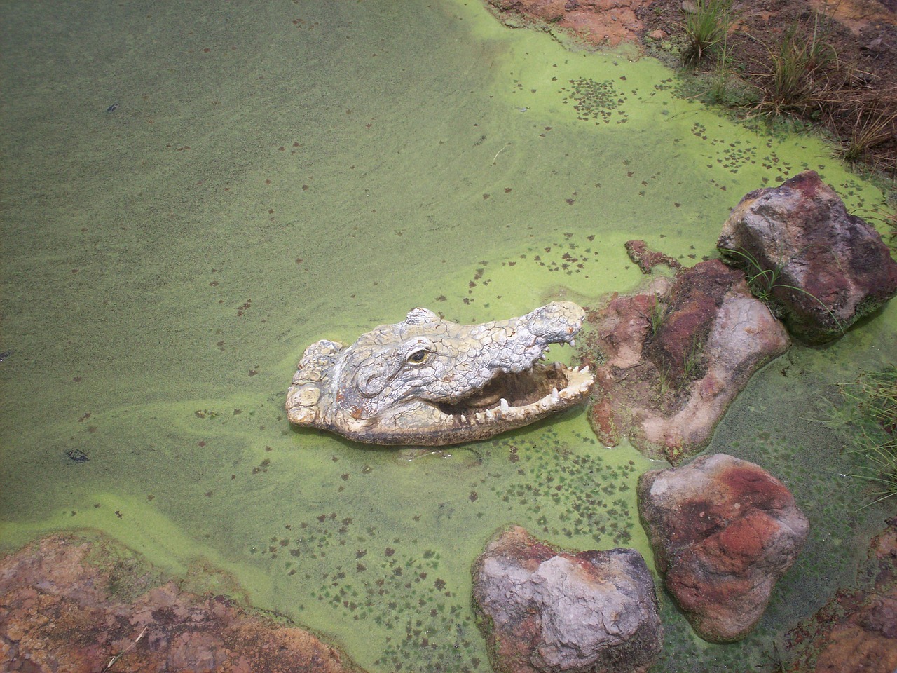 gator alligator swamp free photo