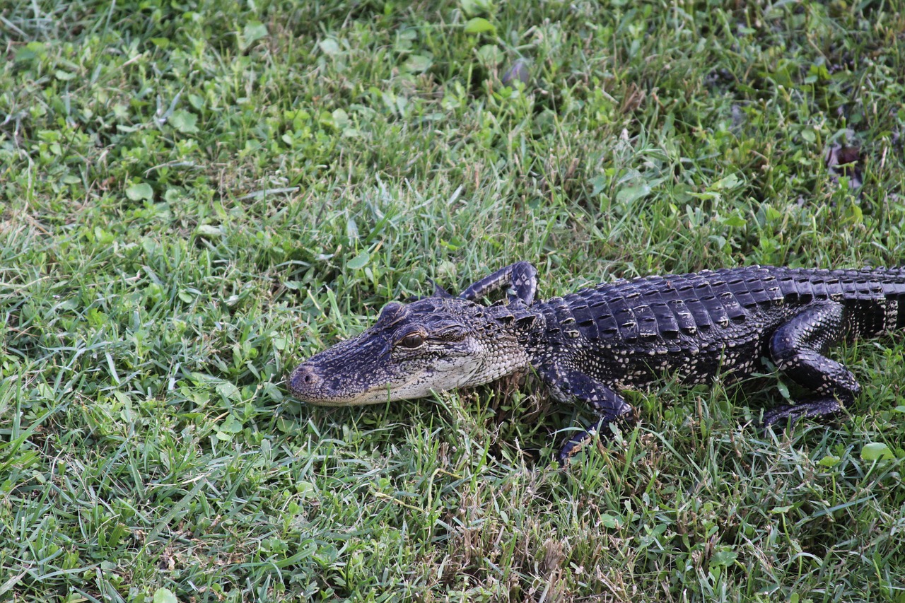 gator alligator wildlife free photo