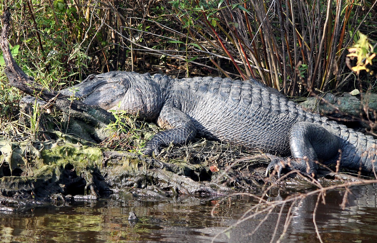 gator  alligator  swamp free photo