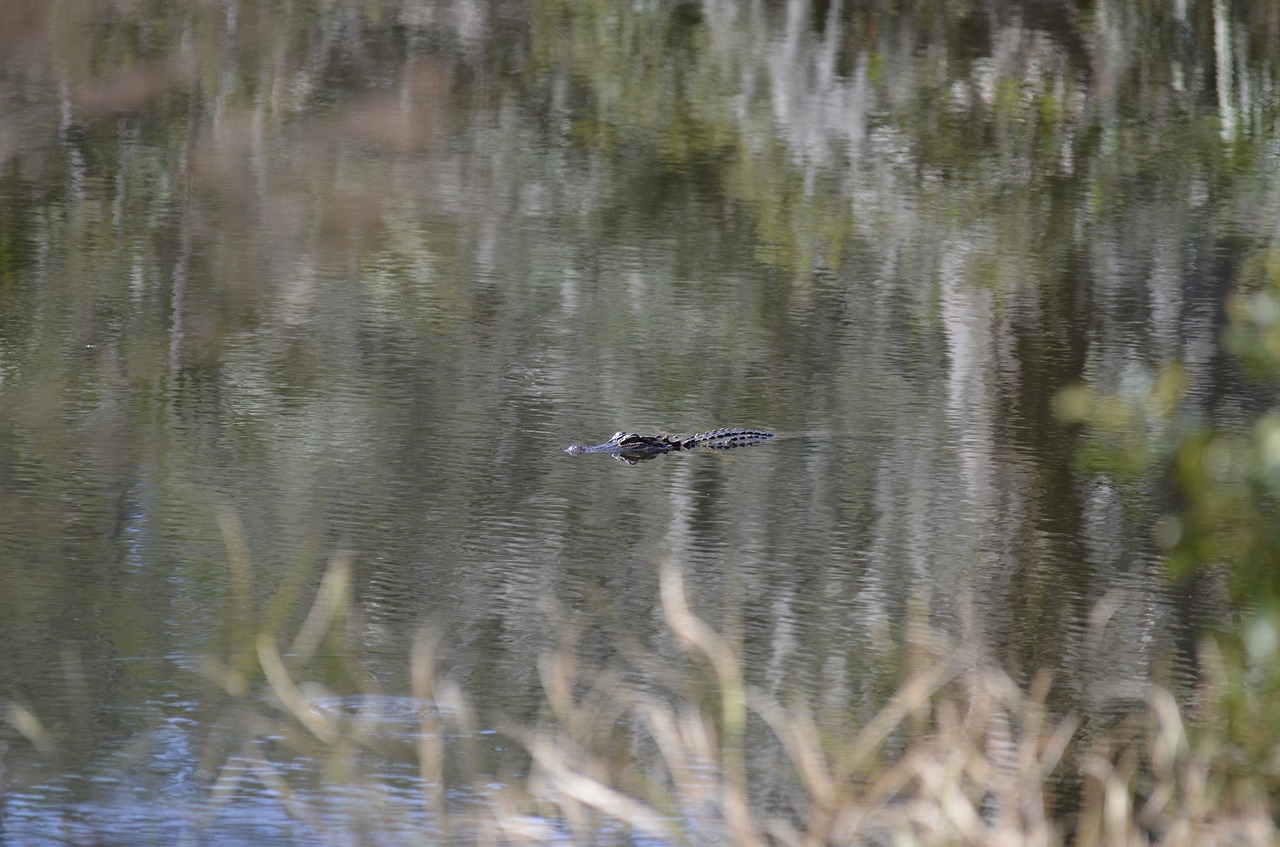 gator  swamp  alligator free photo