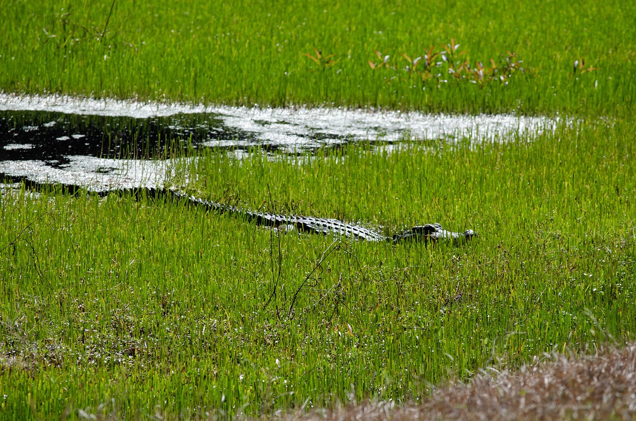 gator  swamp  alligator free photo