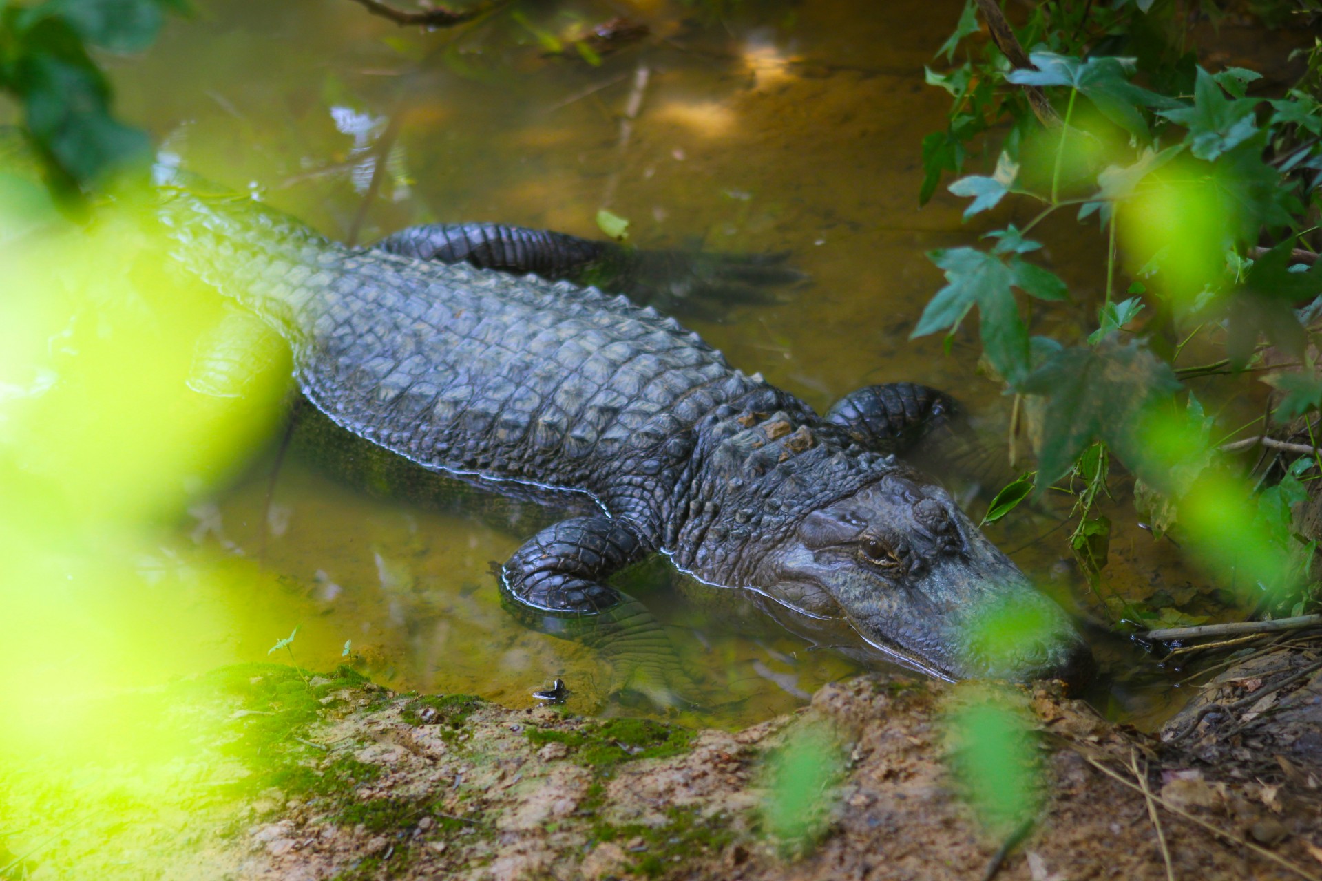 alligator gator zoo free photo