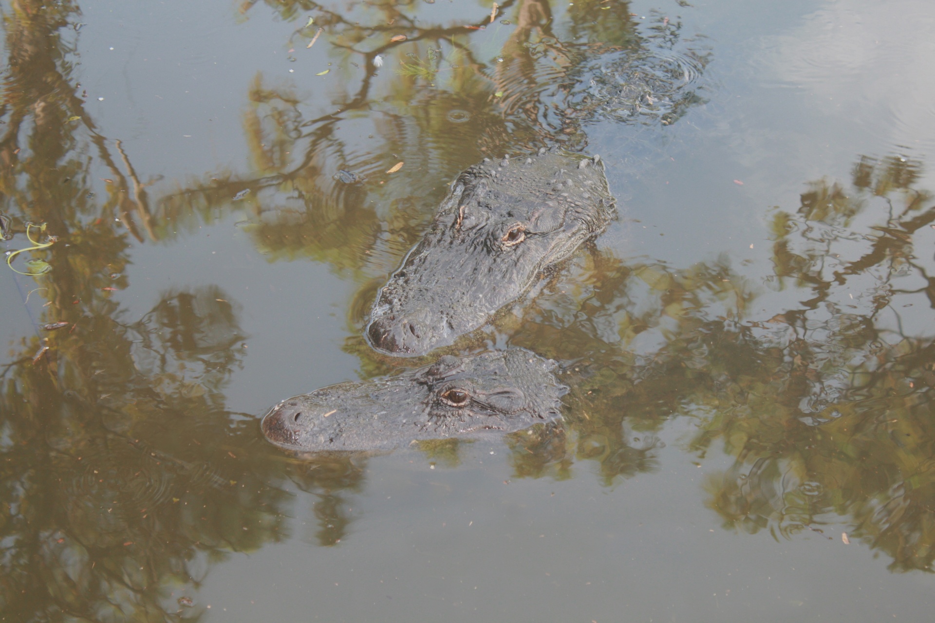 alligators gators gator free photo