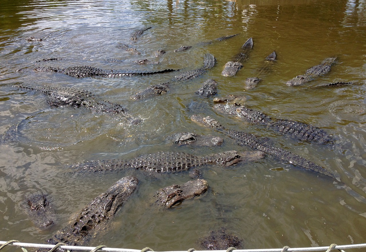 gatorland  alligators  alligator free photo