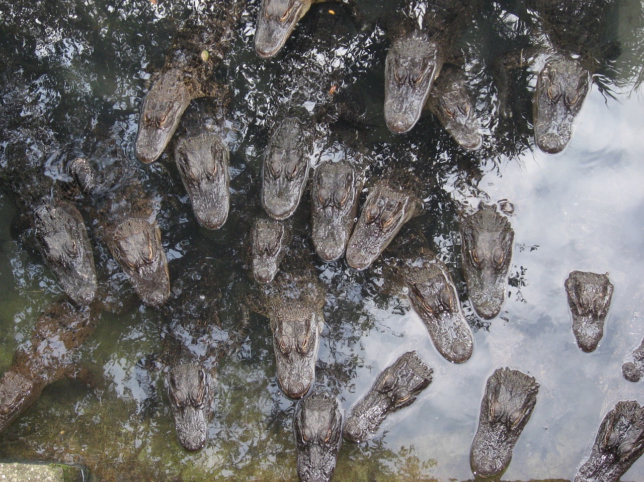 gators heads alligator free photo