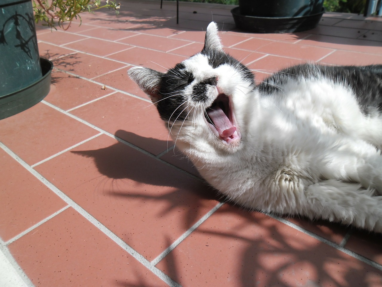 gatta yawn feline free photo