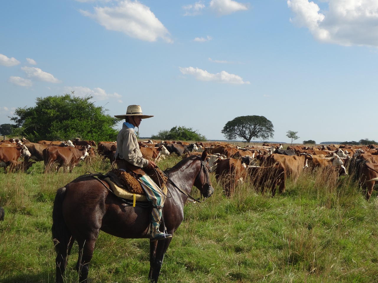 gaucho argentina cattle free photo