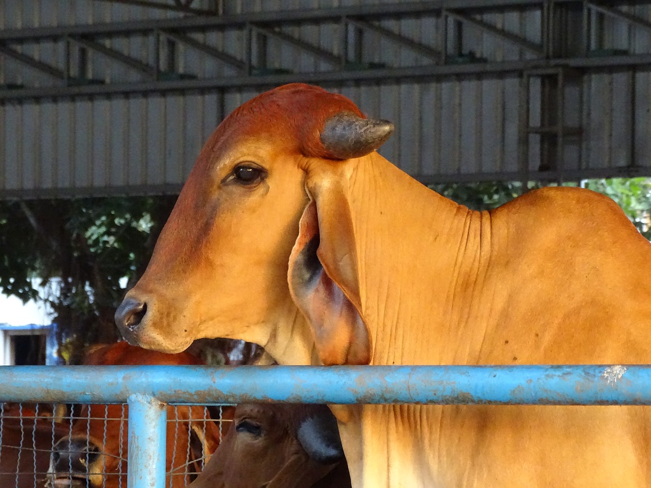 gaumata indian holy cow free photo