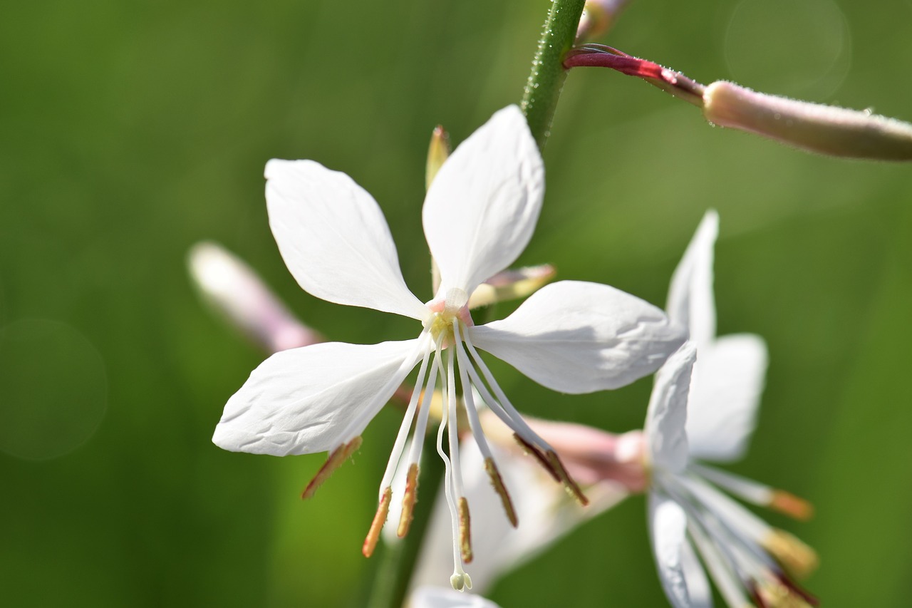 gaura flower plant free photo